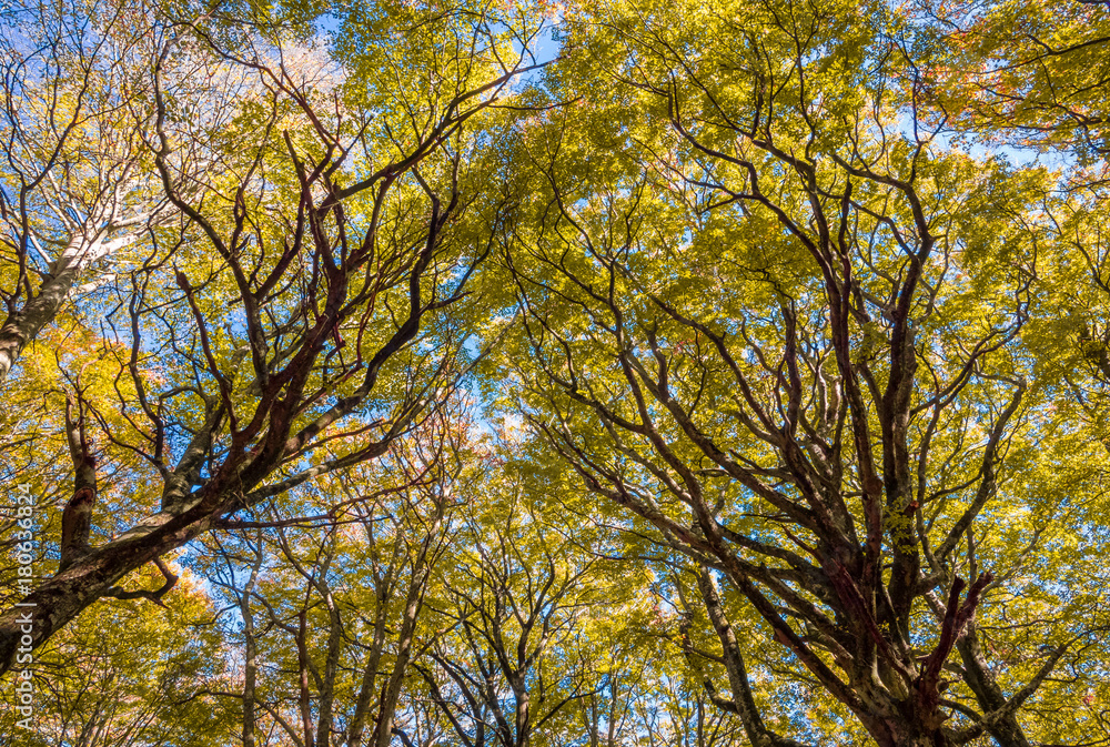 Soriano nel Cimino (Italy) - The autumn in the beechwood of Monte Cimino with foliage. This forest in the summit of Cimino mountain has become UNESCO World Heritage Site in 2017 Soriano nel Cimino (Italy) - The autumn in the beechwood of Monte Cimino with foliage. This forest in the summit of Cimino mountain has become UNESCO World Heritage Site in 2017