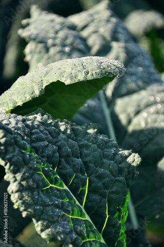 biologic black cobble