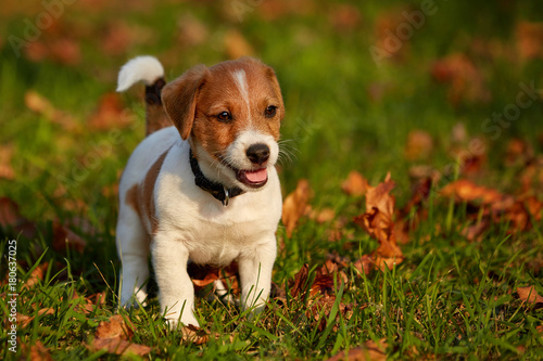 Dog breed Jack Russell Terrier playing in autumn park