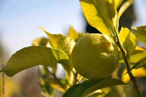 biologic lemon