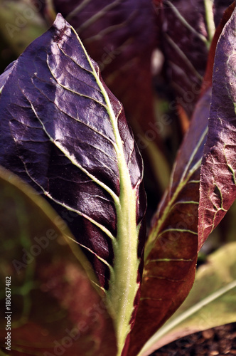 biologic radicchio