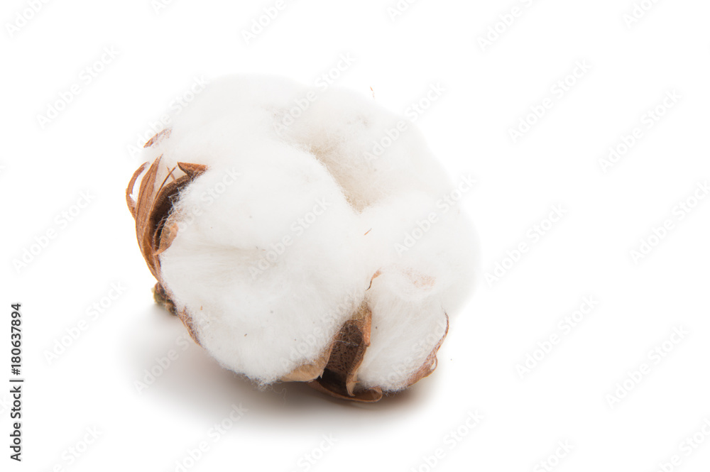 Fluffy cotton ball of cotton plant Fluffy cotton ball of cotton plant
