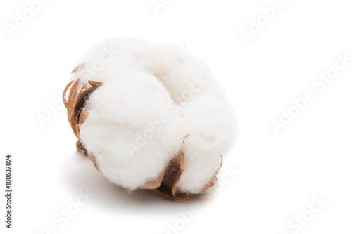 Fluffy cotton ball of cotton plant
