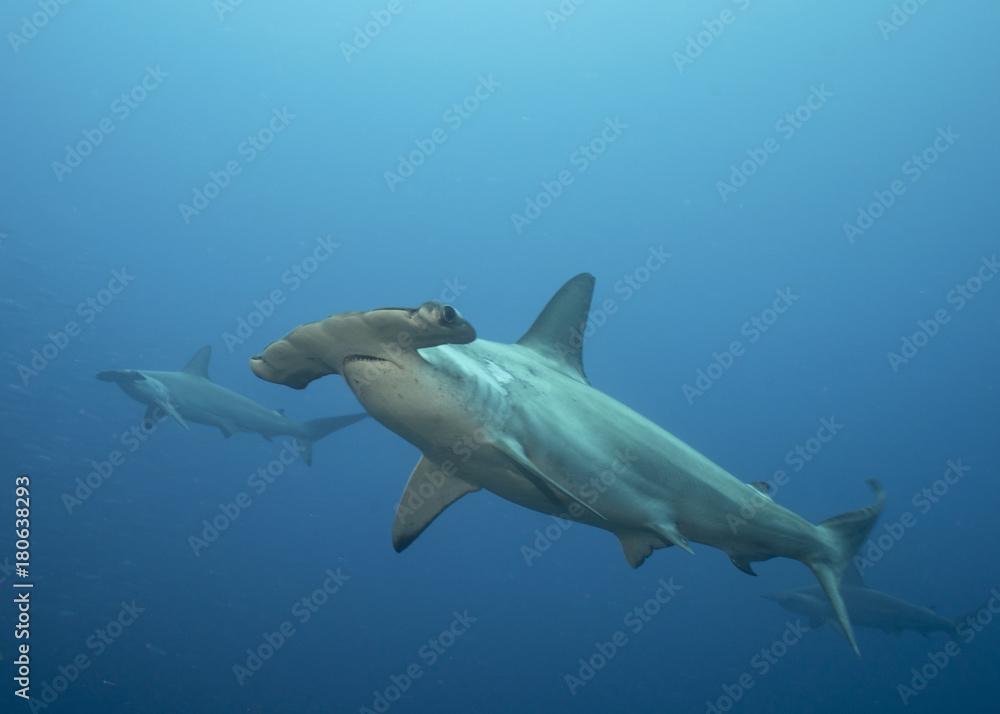 Hammerhead in Galapagos, the Pinnacle of Diving - obrazy, fototapety, plakaty 