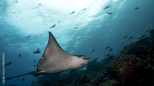 Spotted Eagle Ray in Galapagos, the Pinnacle of Diving © Janos