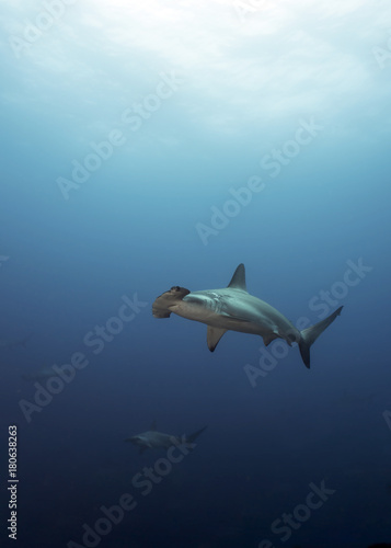 Hammerhead in Galapagos, the Pinnacle of Diving © Janos