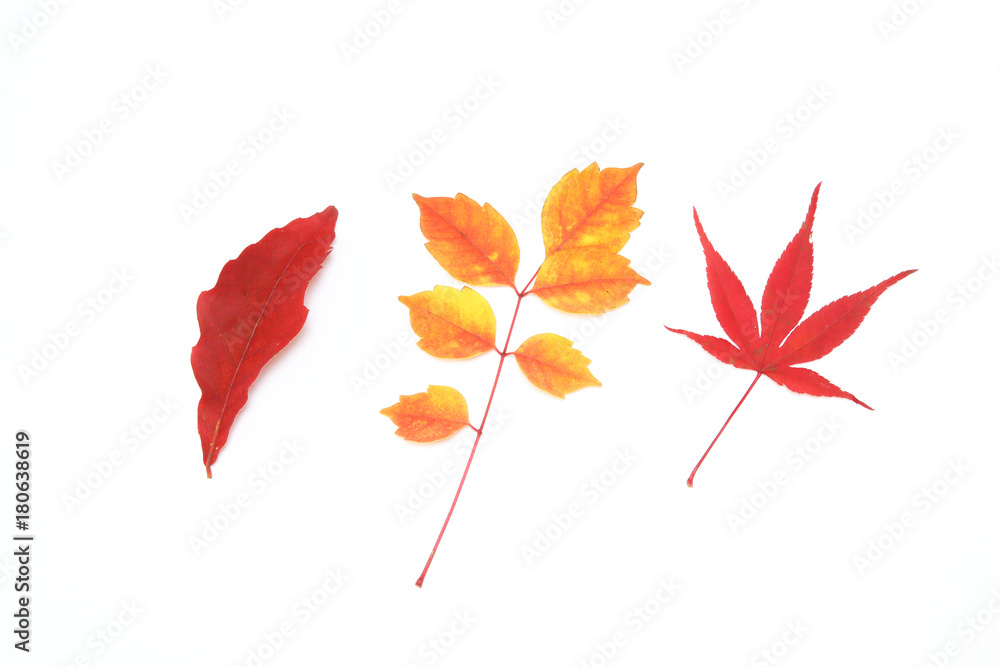 紅葉 紅葉