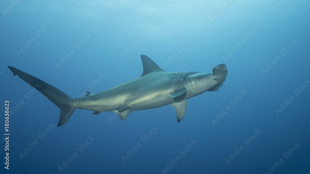 Hammerhead in Galapagos, the Pinnacle of Diving Hammerhead in Galapagos, the Pinnacle of Diving