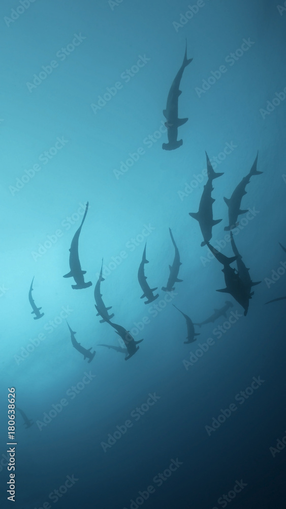 School of Hammerheads in Galapagos, the Pinnacle of Diving - obrazy, fototapety, plakaty 
