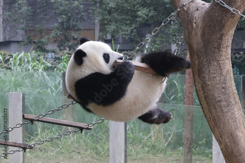 Fototapeta Naklejka Na Ścianę i Meble -  Playful Panda Cub on the String, Chongqing,China