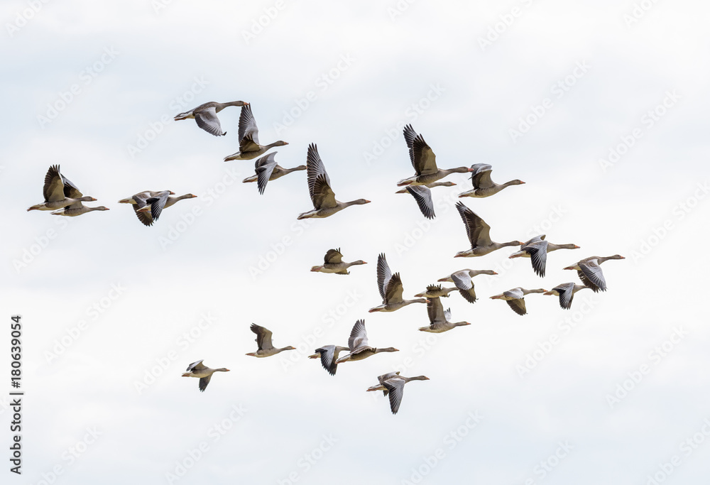 A flock of flying greylag geese A flock of flying greylag geese