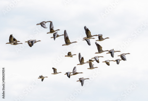 A flock of flying greylag geese