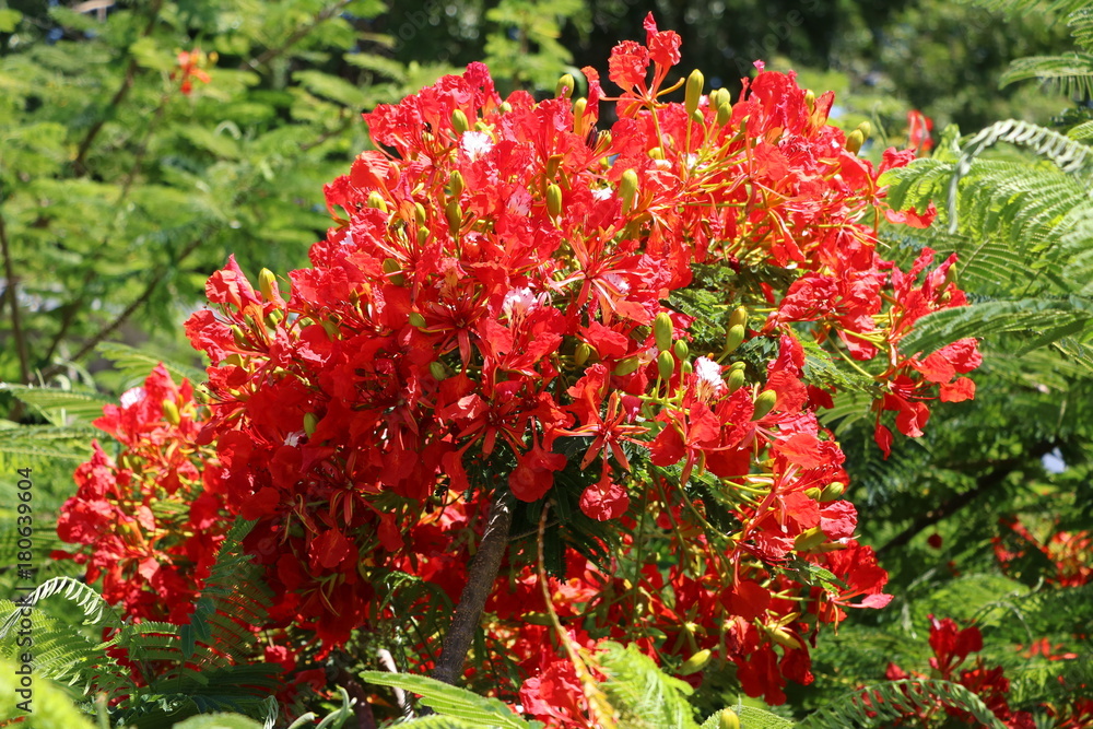 Red blooming flame tree in Brisbane, Queensland Australia
