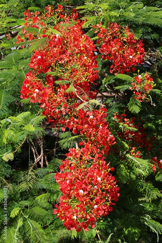 Delonix regia in Brisbane, Queensland Australia Delonix regia in Brisbane, Queensland Australia