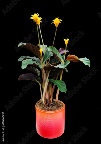 Indoor plant Calathea crocata
 in a pot, isolated on a black background.