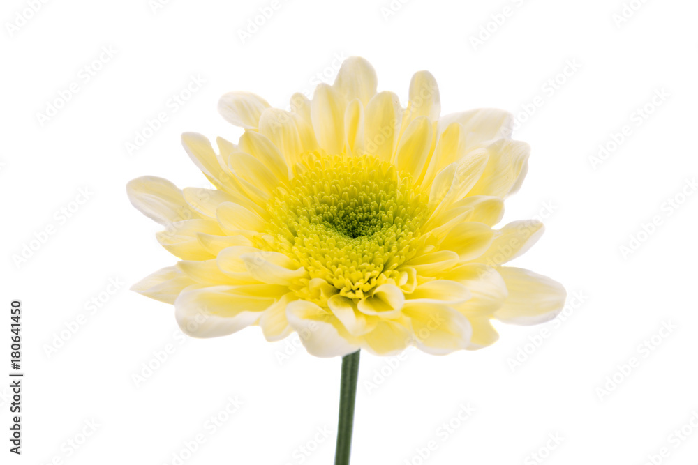 Naklejka premium yellow chrysanthemum isolated