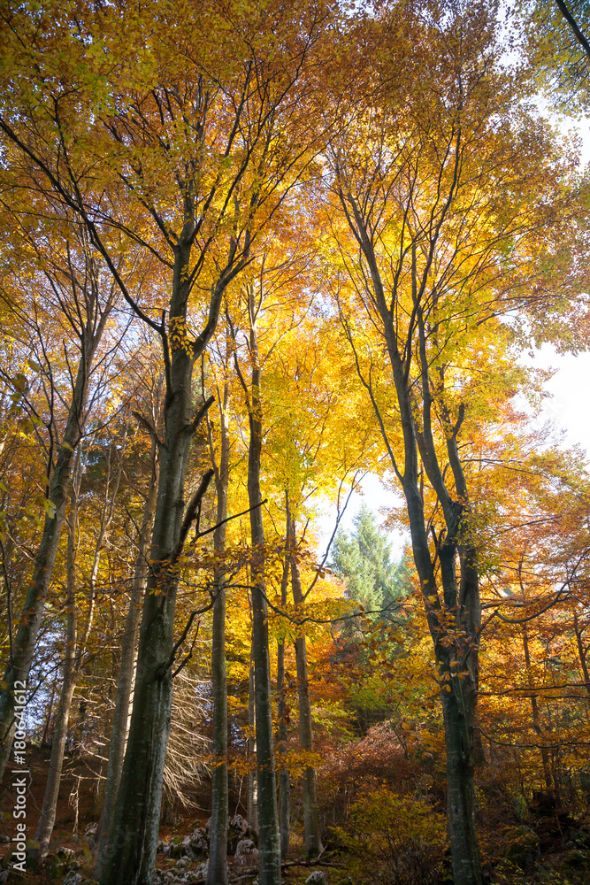 Trees in autumn season background