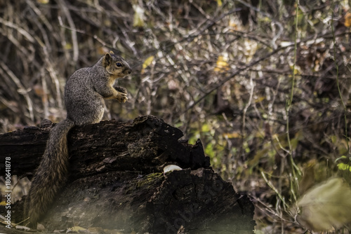 Squirrel on a log