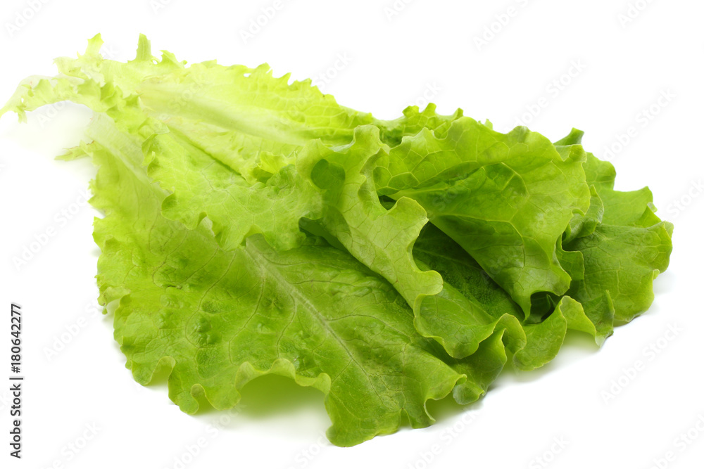 one salad leaf isolated on a white background one salad leaf isolated on a white background