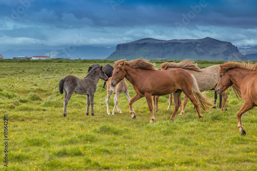 Icelandic horses family © Dimitri