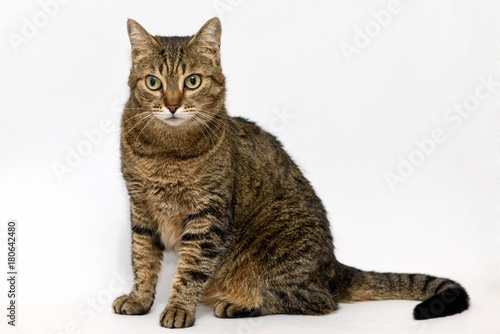 adorable cat on white background