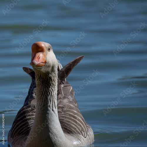 Goose