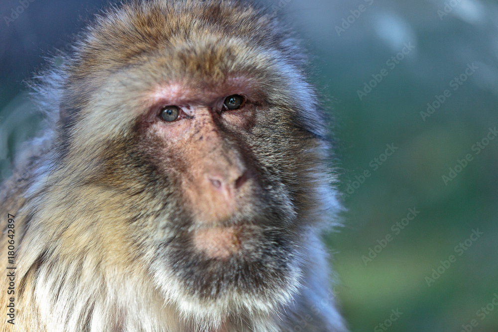 Fototapeta premium The Barbary macaque (Macaca sylvanus), also known as Barbary ape or magot