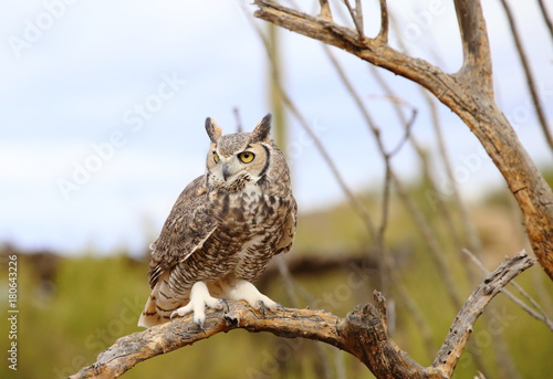 great horned owl