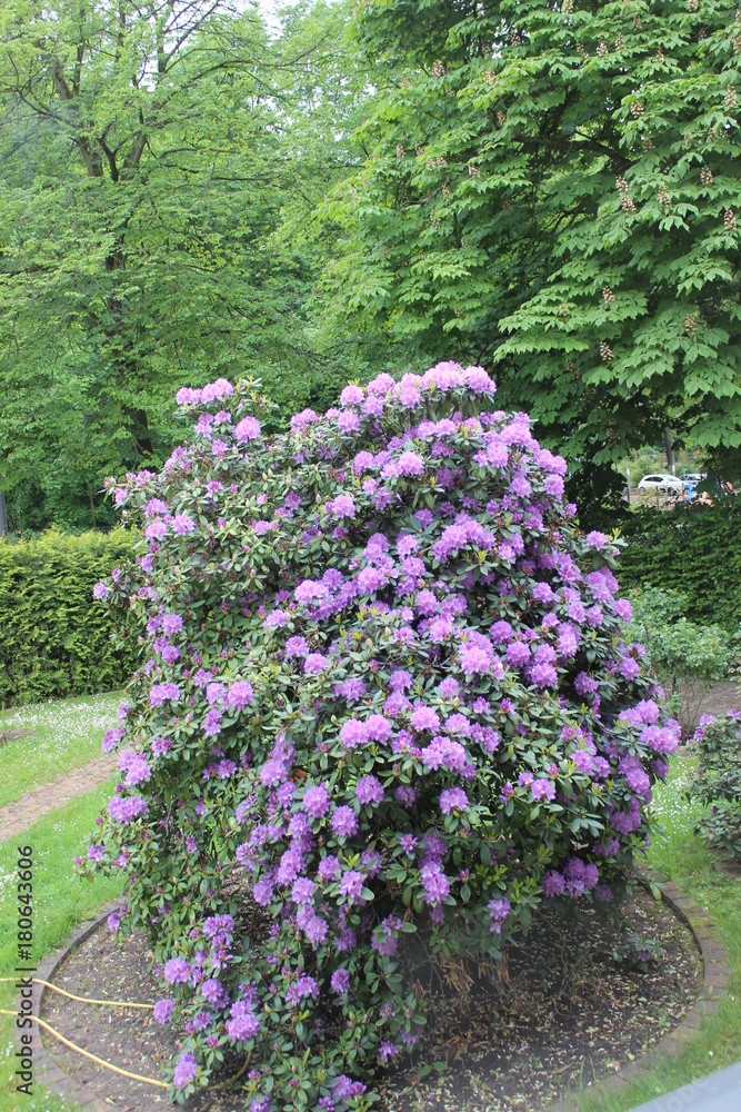 Prachtvolle Rhododendrunne Prachtvolle Rhododendrunne