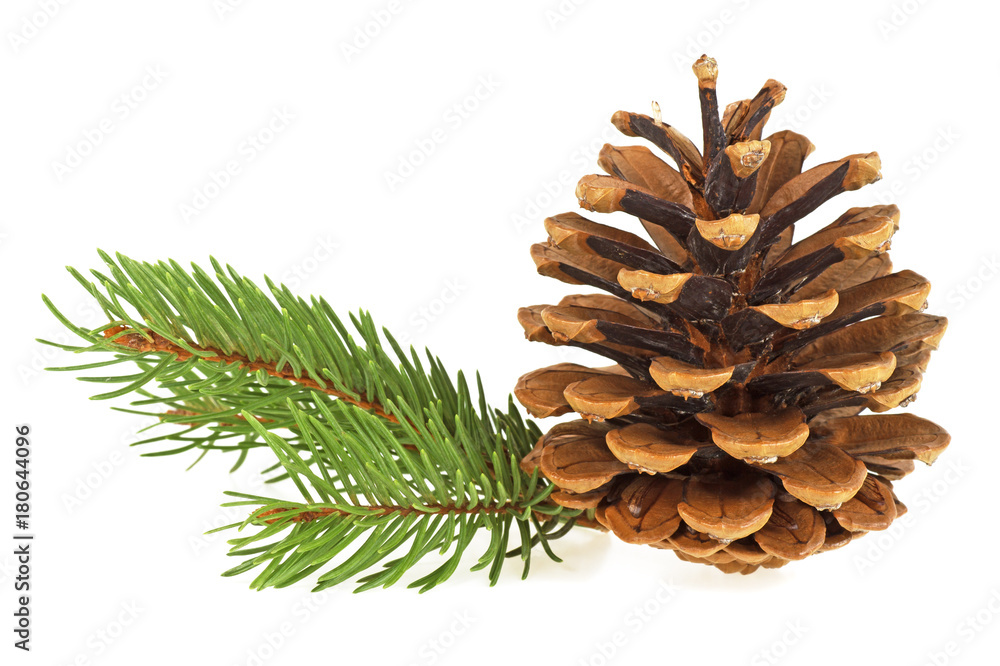 Branch of fir-tree and cone on a white background, closeup Branch of fir-tree and cone on a white background, closeup