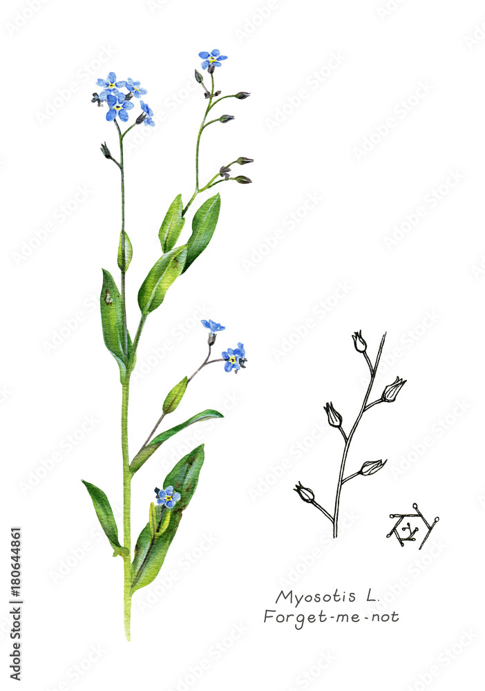 Forget-me-not. Scientific name: Myosotis. Garden plant. Hand drawn  botanical sketch isolated on white background. Watercolor and ink. Stock  Illustration | Adobe Stock