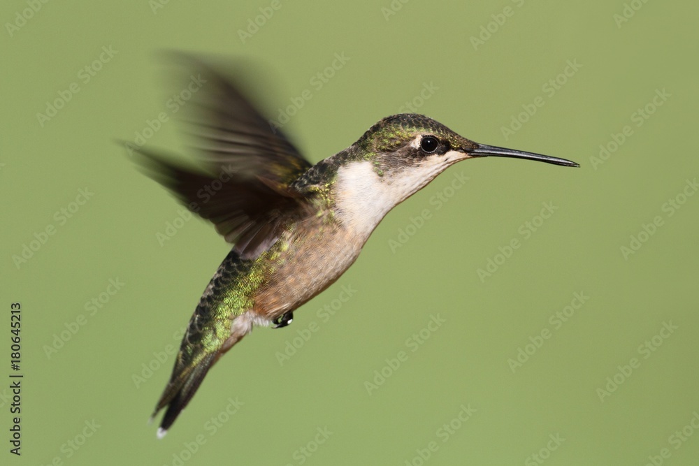 Fototapeta premium Ruby-throated Hummingbird (archilochus colubris)