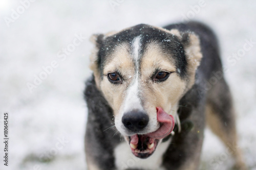 the dog lickens during a snowfall. Black mestiz in winter
