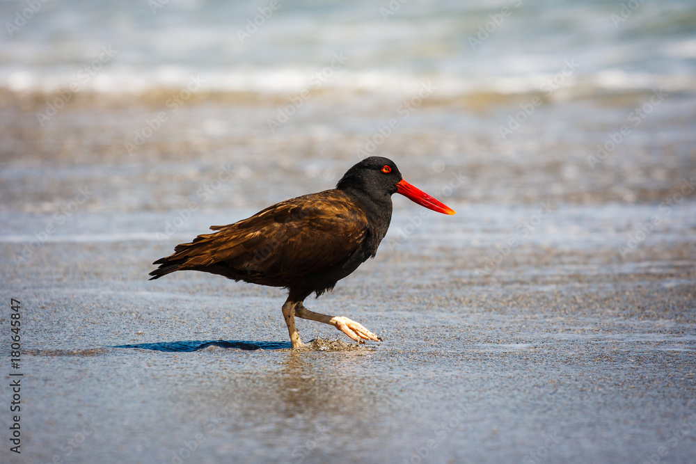 Black oystercatcher (Haematopus ater) in Paracas, Peru Black oystercatcher (Haematopus ater) in Paracas, Peru