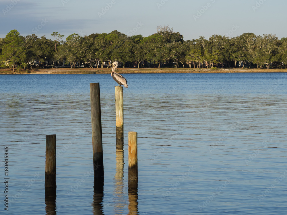 Perched Pelican on Wooden Poles