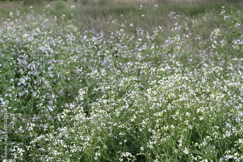 wild flowers in the flowered meadow