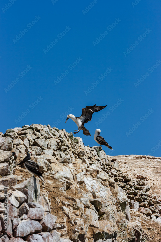 Peruvian booby landin on a rock, Islas Ballestas, Paracas Peninsula, Peru Peruvian booby landin on a rock, Islas Ballestas, Paracas Peninsula, Peru