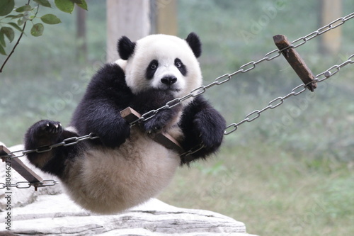 Fototapeta Naklejka Na Ścianę i Meble -  Playful Panda is having fun with the Ladder