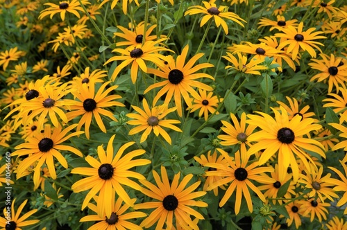 Fototapeta Naklejka Na Ścianę i Meble -  Gelber Sonnenhut Staude Rudbeckia fulgida var. sullivantii Goldsturm Pflanze