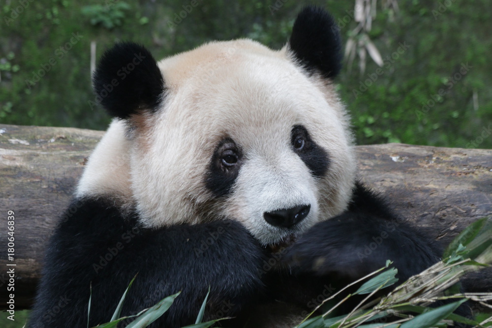 Giant Panda in Chongqing, China