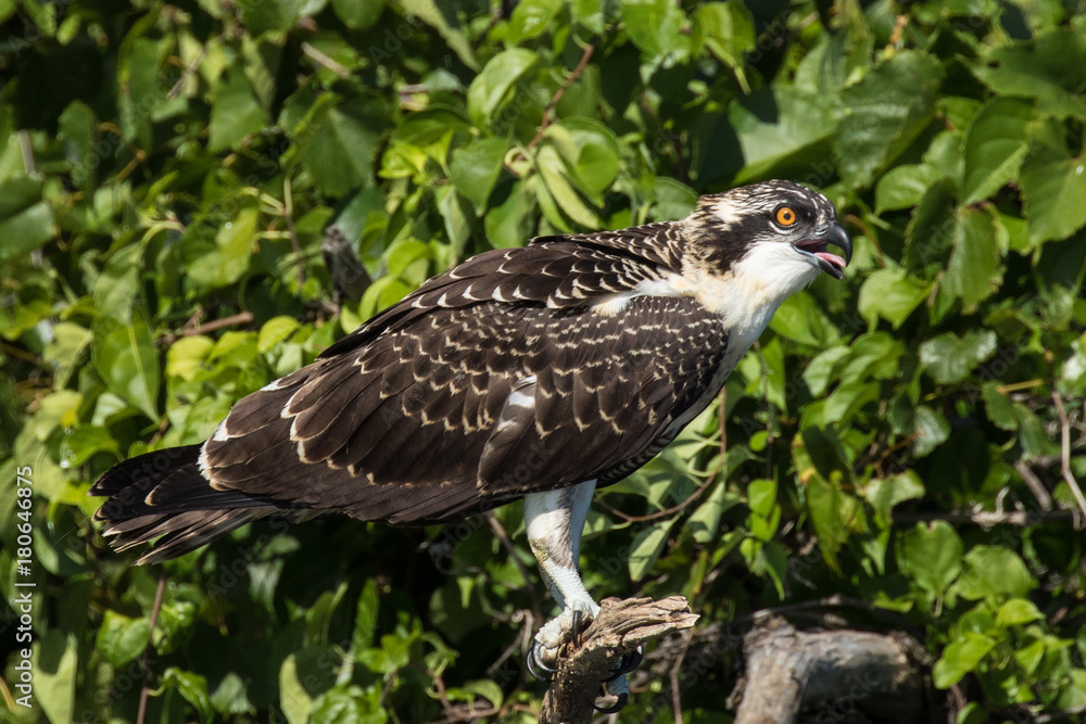 Fototapeta premium Female Osprey perched on a branch.