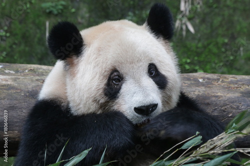 Giant Panda in Chongqing  China