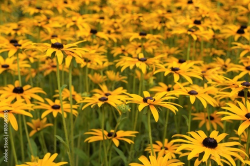 Fototapeta Naklejka Na Ścianę i Meble -  Gelber Sonnenhut Staude Rudbeckia fulgida var. sullivantii Goldsturm Pflanze