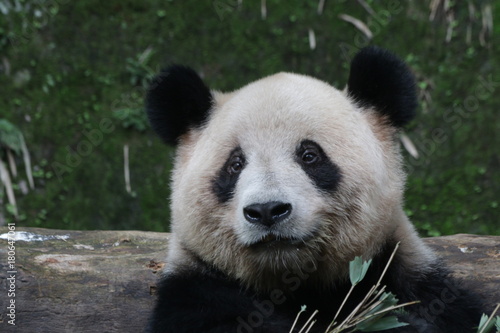 Fototapeta Naklejka Na Ścianę i Meble -  Giant Panda in Chongqing, China