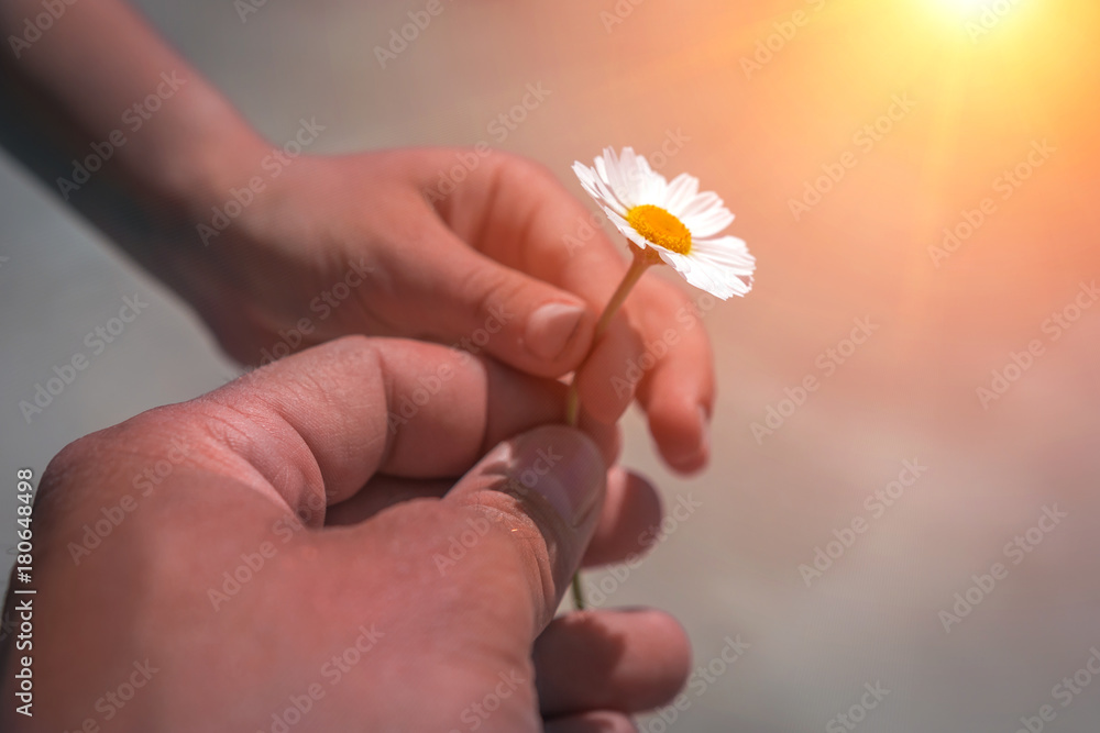 hand giving wild flower with love at sunset . beautiful background hand giving wild flower with love at sunset . beautiful background