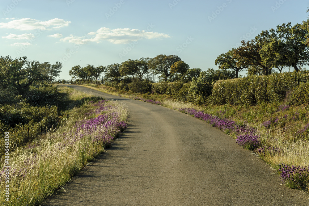 road in the pastures of the range of Saint Peter in Caceres, Spain. road in the pastures of the range of Saint Peter in Caceres, Spain.