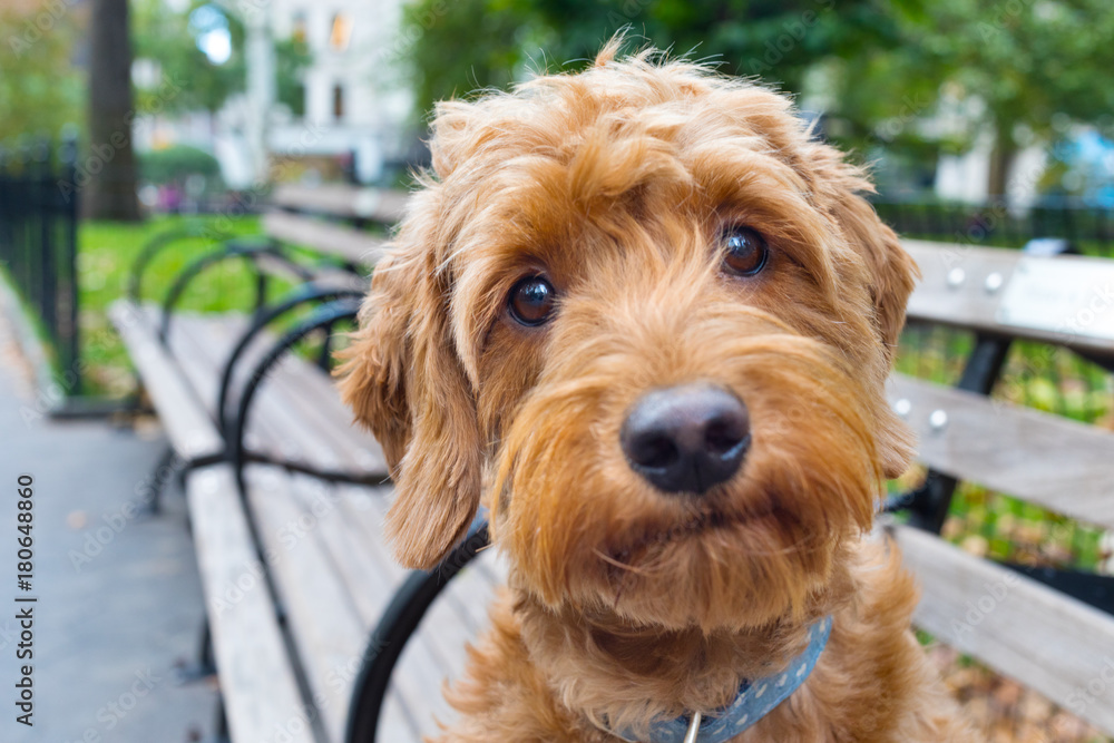 miniature golden doodle portrait miniature golden doodle portrait
