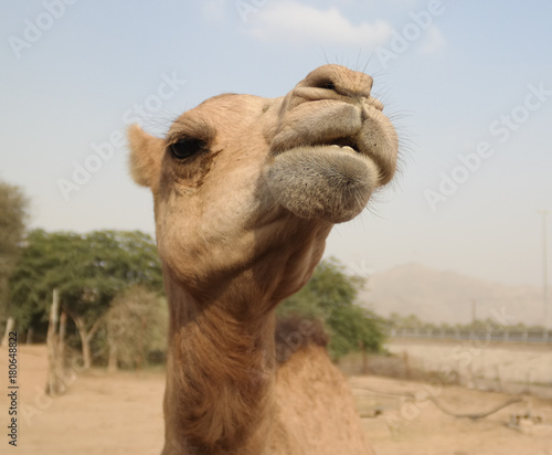 Portrait of funny camel head  Sharjah  UAE