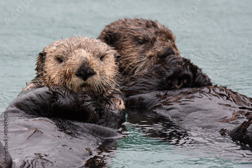Frolicking Sea Otters © JT Fisherman