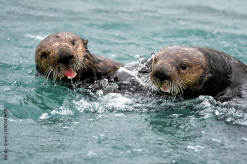 Frolicking Sea Otters © JT Fisherman